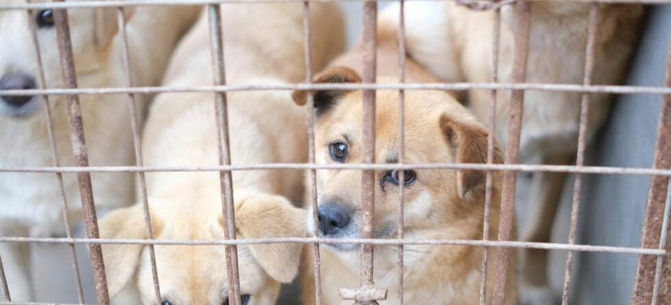 What Happens To Puppy Mill Puppies That Aren’t Sold?