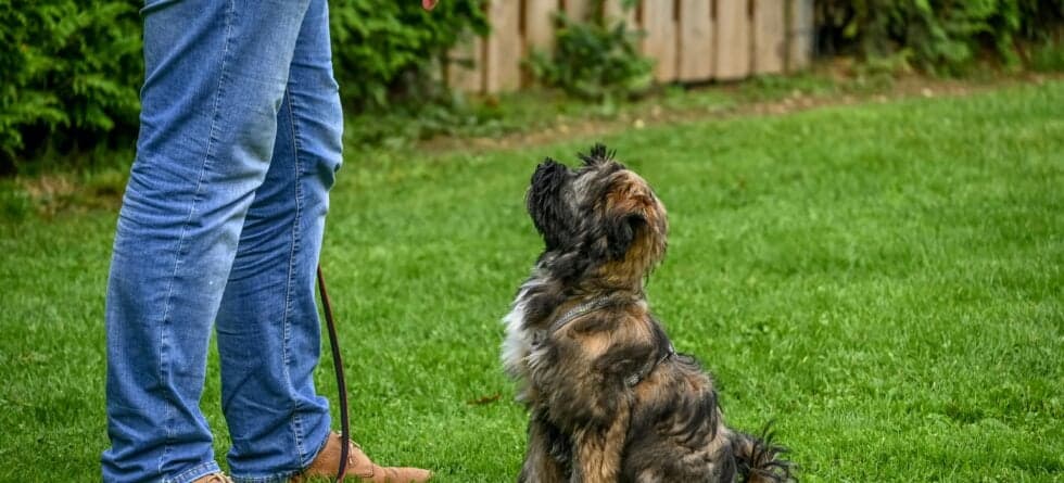 When Should You Say No To A Puppy?