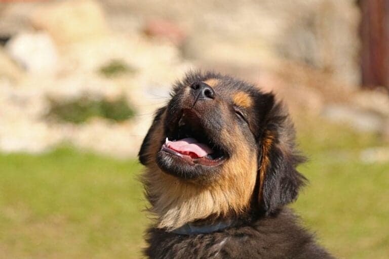 Where Is The Safest Place To Buy A Puppy?