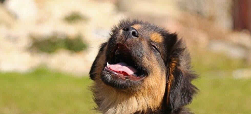 Where Is The Safest Place To Buy A Puppy?