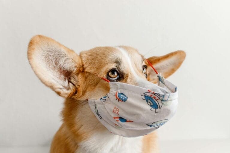 Can I Carry My Puppy Outside Before Vaccinations?