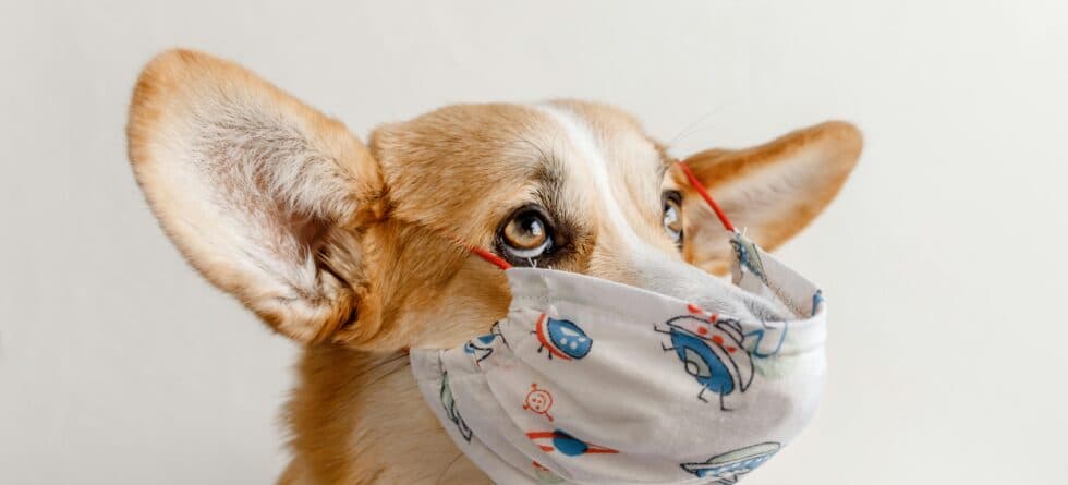 Can I Carry My Puppy Outside Before Vaccinations?