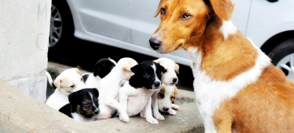 How Do I Pick The Best Puppy From A Litter?