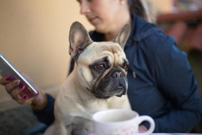 How To Tell If You Are Being Scammed When Buying A Puppy?