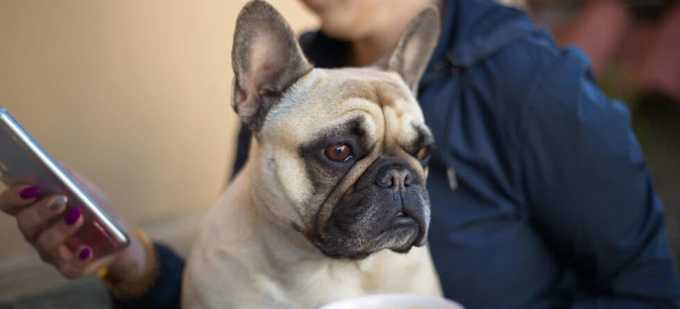 How To Tell If You Are Being Scammed When Buying A Puppy?