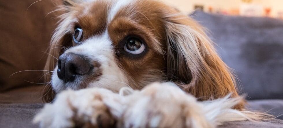 How To Tell The Temperament Of A Puppy?