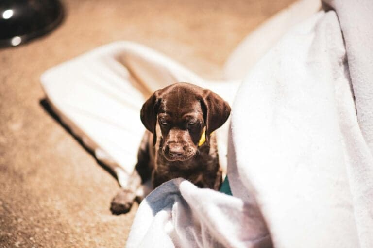 Is 9 Weeks Too Old To Get A Puppy?