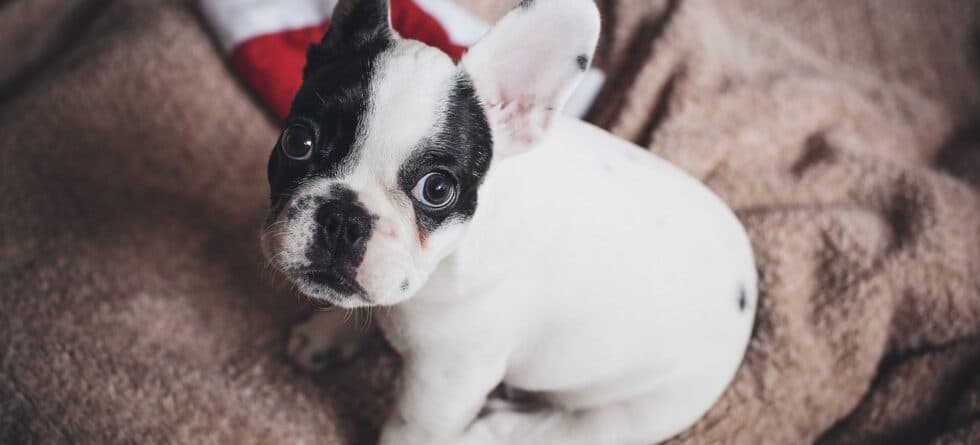 Should You Pick The Runt Of The Litter?