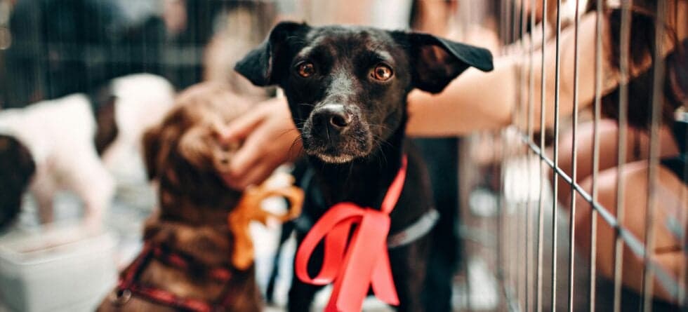 What Are The Red Flags Of A Puppy Mill?