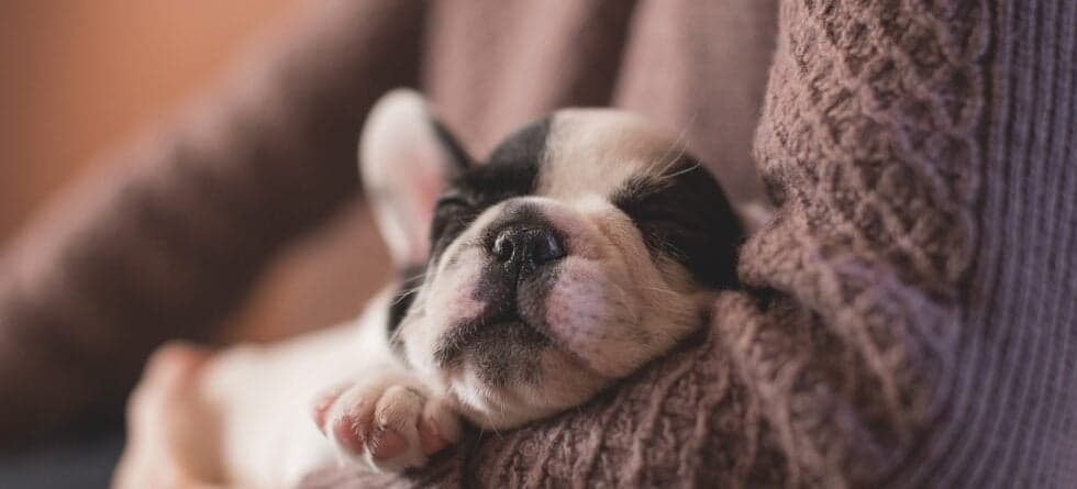 What Is The 3-Day Rule Puppy?