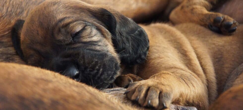 What Is The Best Age For Puppies To Leave Their Mother?