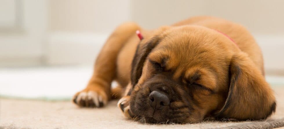 What Is The First Thing You Do When You Get A Puppy?