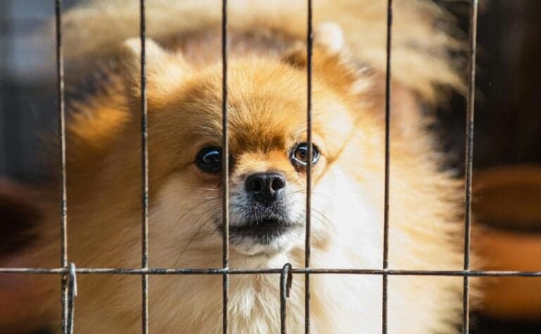 What Is The Red Flag For Puppy Mill?