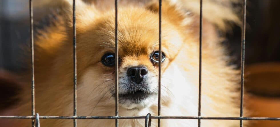 What Is The Red Flag For Puppy Mill?