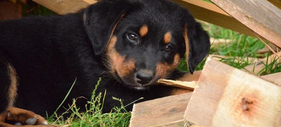 What’s The First Thing You Do When You Get A Puppy?