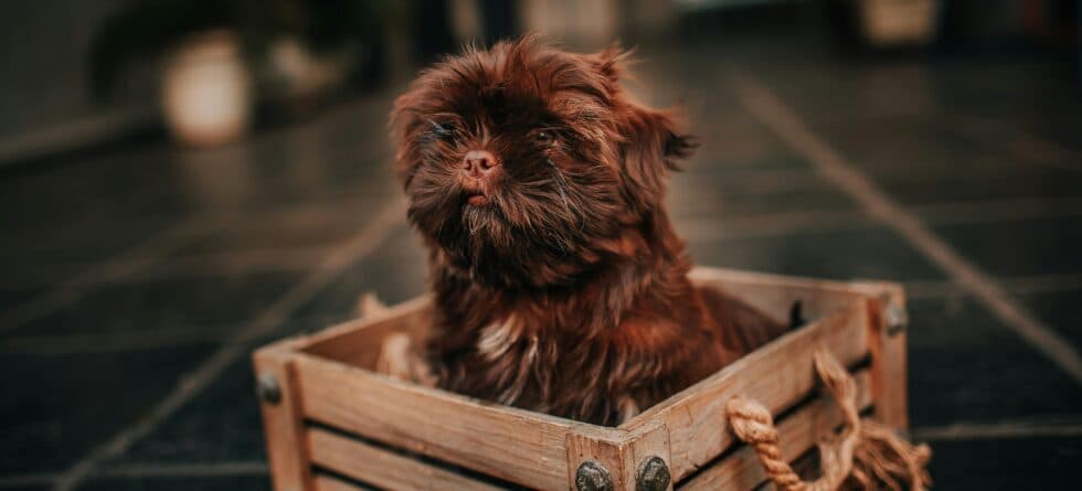 Where Should You Keep A Puppy At Night?