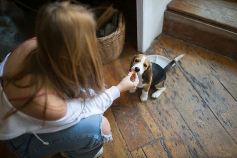 How Do You Housebreak A Puppy In 5 Days?