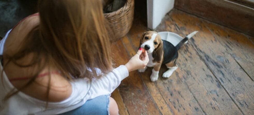 How Do You Housebreak A Puppy In 5 Days?