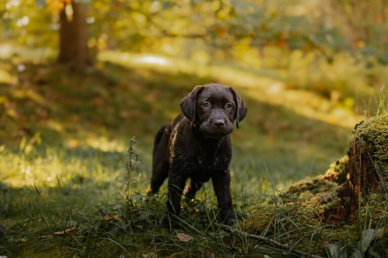 Is 13 Weeks Too Old To Get A Puppy?