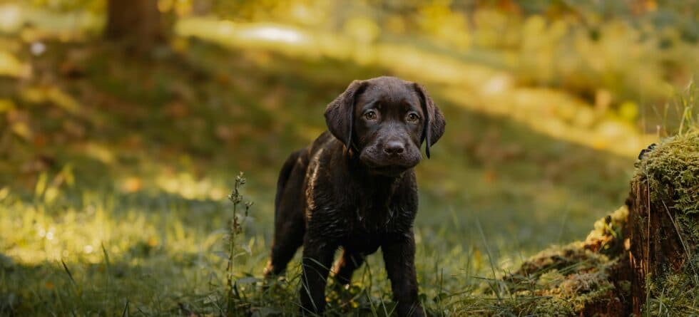 Is 13 Weeks Too Old To Get A Puppy?