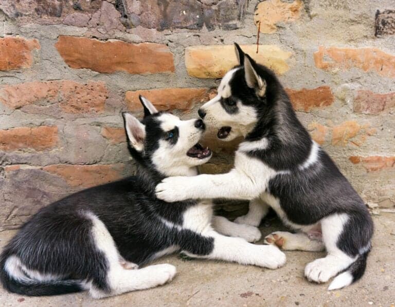 Is 14 Weeks Too Late To Socialize A Puppy?