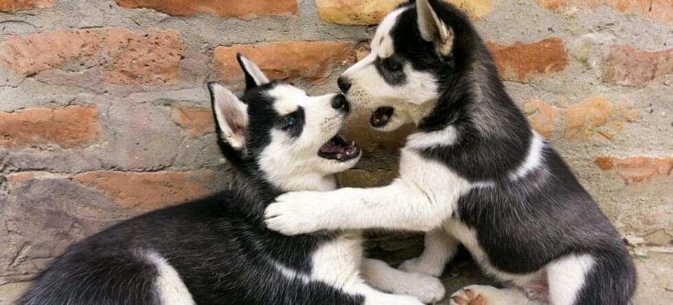 Is 14 Weeks Too Late To Socialize A Puppy?