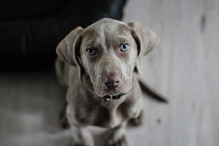 Is 14 Weeks Too Old To Get A Puppy?
