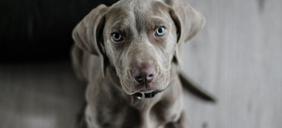 Is 14 Weeks Too Old To Get A Puppy?