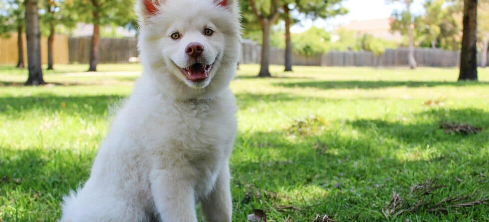 Is It Good To Get A Puppy At 14 Weeks?