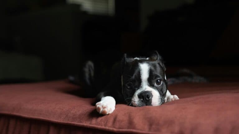Should I Ignore My Puppy Crying At Night?