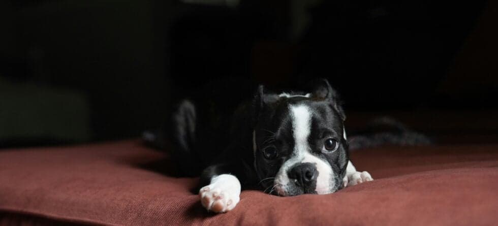 Should I Ignore My Puppy Crying At Night?