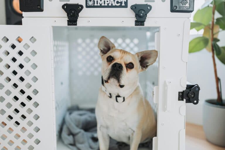 Should You Crate A Puppy The First Night?