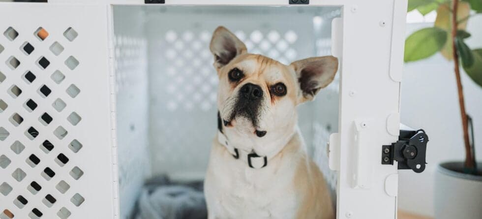 Should You Crate A Puppy The First Night?