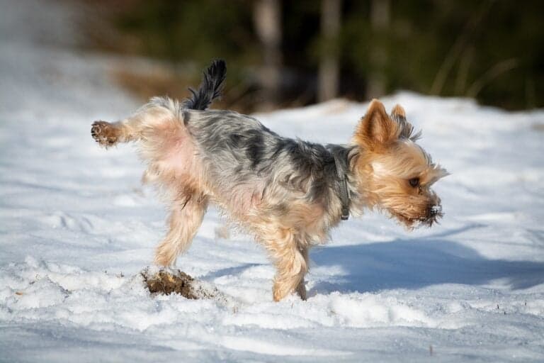 What Are The Cue Words For Puppy Toilet Training?