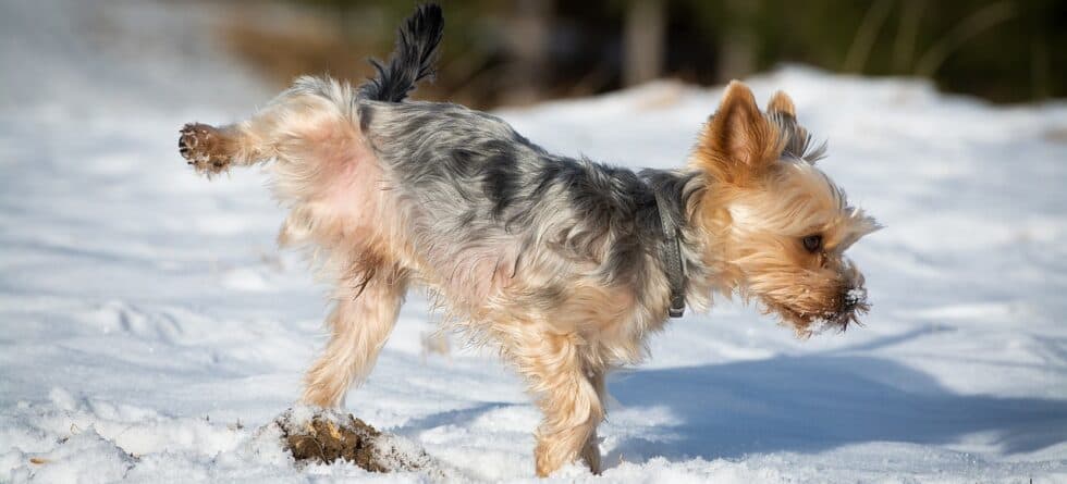 What Are The Cue Words For Puppy Toilet Training?