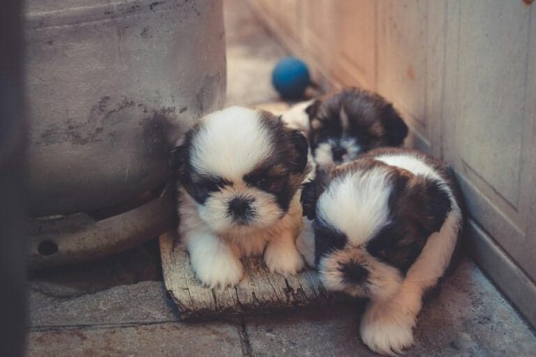 What Happens If You Get A Puppy At 5 Weeks?