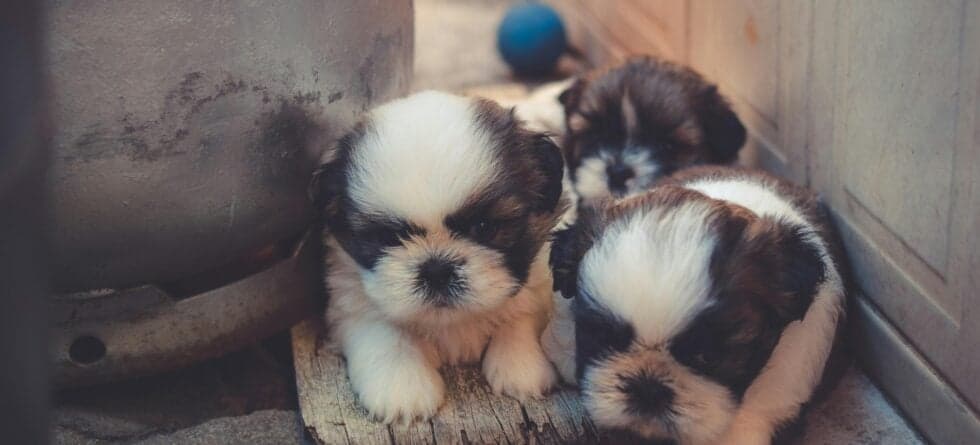 What Happens If You Get A Puppy At 5 Weeks?