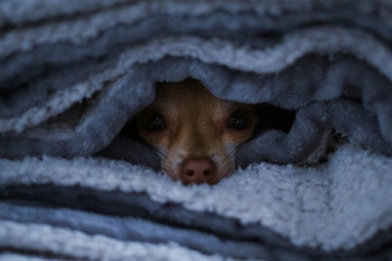 What Is 5-Week Puppy Syndrome?