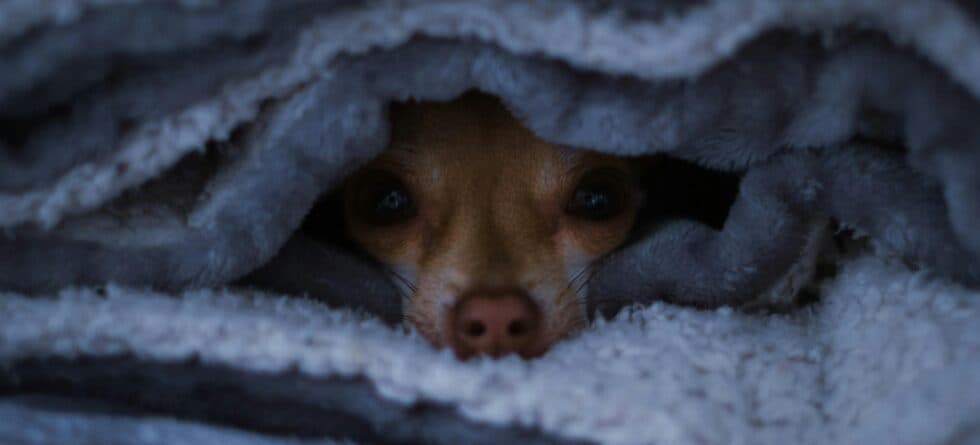What Is 5-Week Puppy Syndrome?