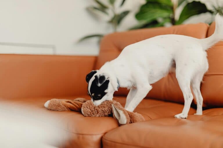 What Is The Hardest Part Of Having A Puppy?