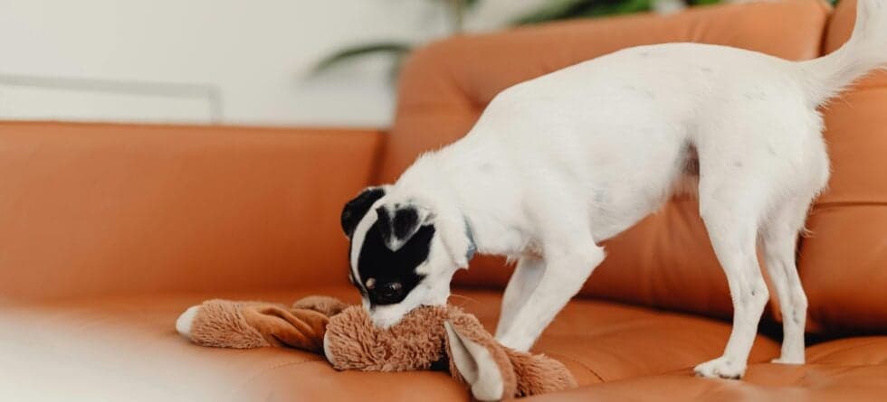 What Is The Hardest Part Of Having A Puppy?