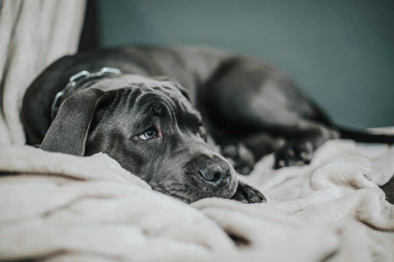 What Not To Say To A Puppy?