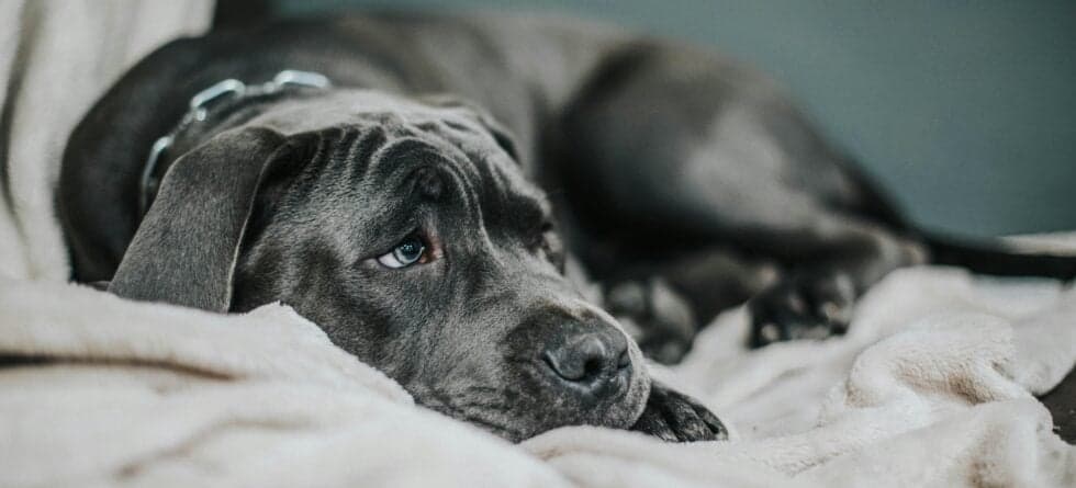 What Not To Say To A Puppy?