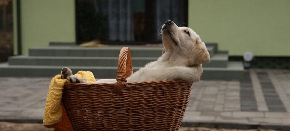 What To Know When Choosing A Puppy?