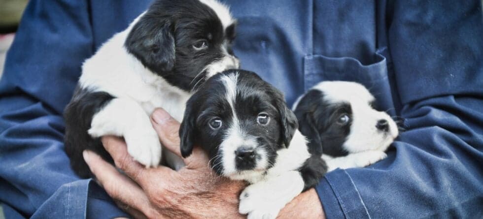 Where Is The Safest Place To Get A Puppy?