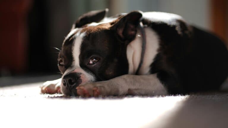 Why Do Breeders Keep Puppies For 12 Weeks?