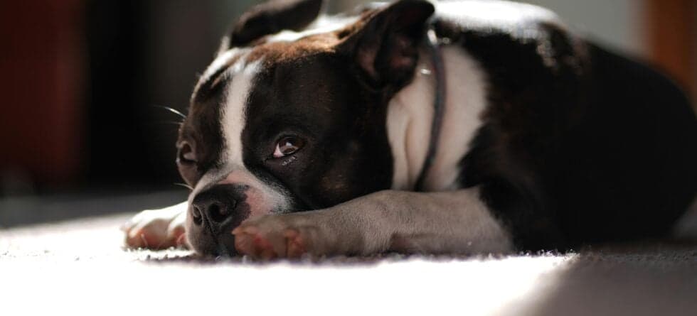 Why Do Breeders Keep Puppies For 12 Weeks?