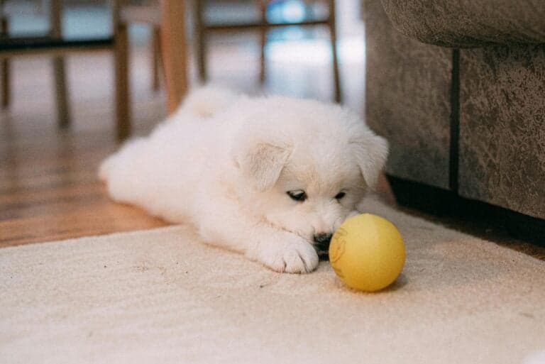 How Long Can A Puppy Be Left Alone During The Day?