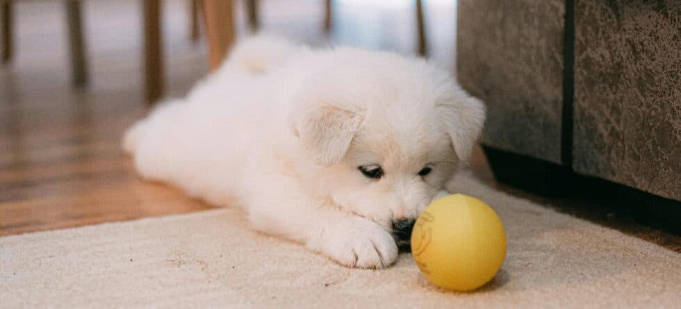 How Long Can A Puppy Be Left Alone During The Day?