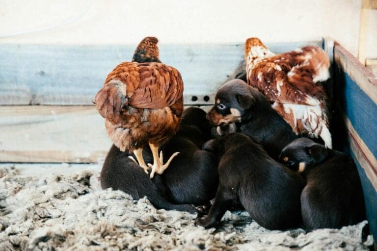 How To Avoid Buying From A Puppy Mill?